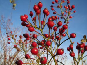 You can eat the little, red berries — but be careful
